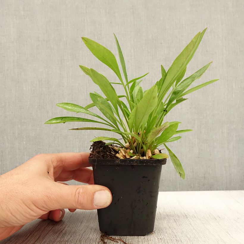 Esemplare di Coreopsis lanceolata Baby Gold Vasetto da 8/9 cm come consegnato in autunno