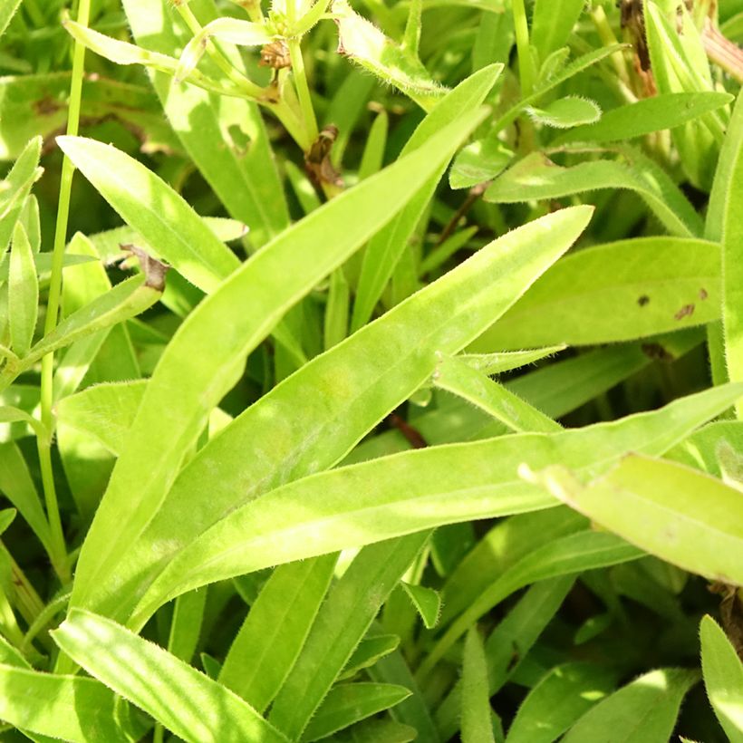 Coreopsis lanceolata Baby Gold (Fogliame)