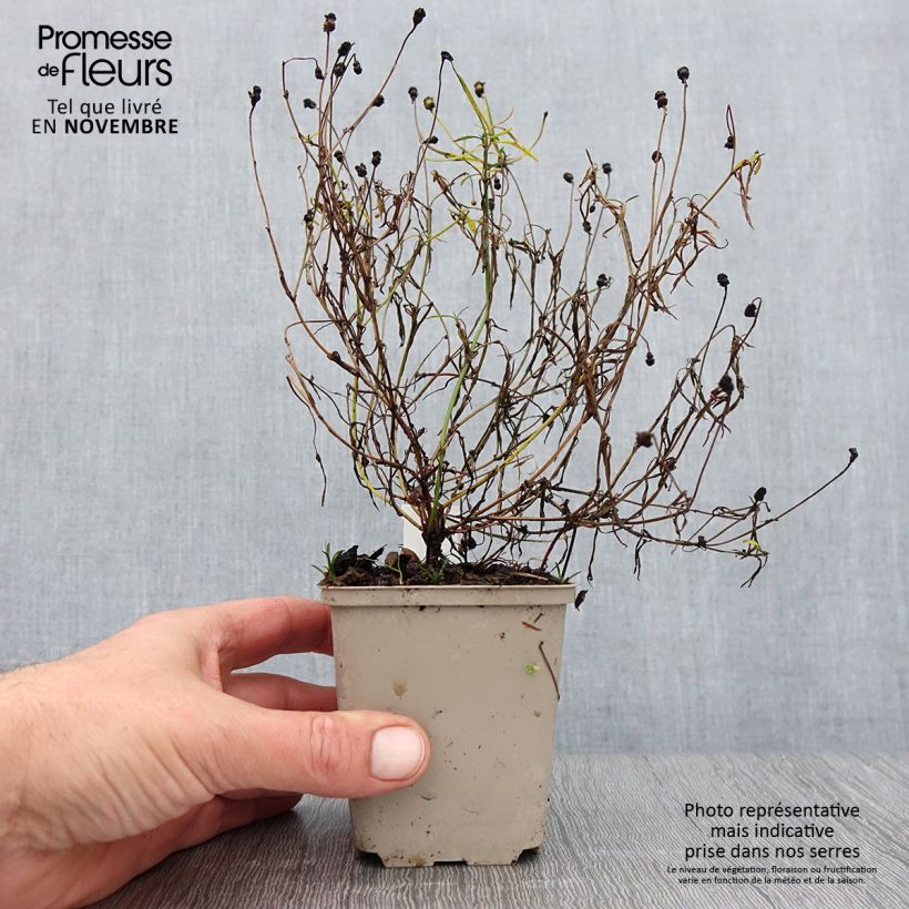 Esemplare di Coreopsis Limerock Passion Vasetto da 8/9 cm come consegnato in autunno