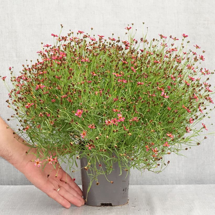 Esemplare di Coreopsis Limerock Passion Vaso da 2L/3L consegnato in estate