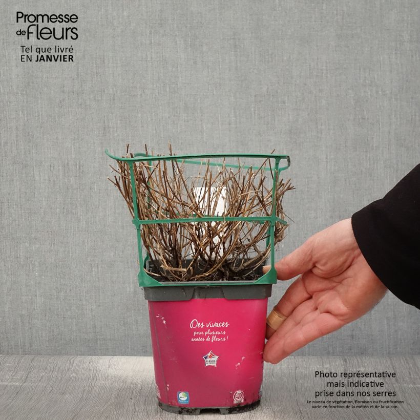 Coreopsis Limerock Passion Vaso da 2L/3L esemplare consegnato in inverno