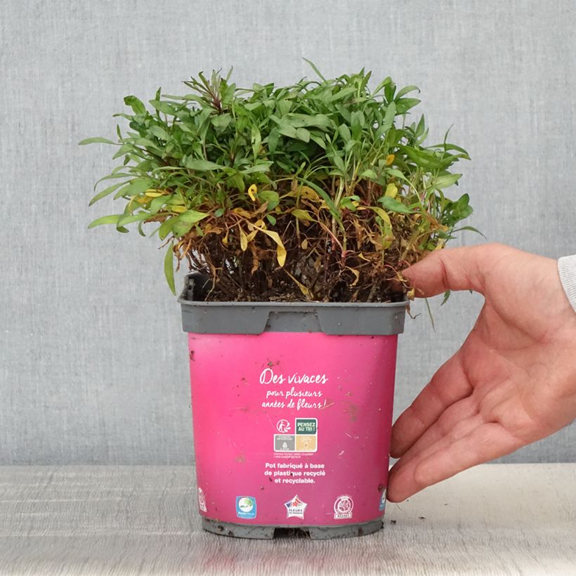 Coreopsis Limerock Passion Vaso da 2L/3L esemplare consegnato in primavera