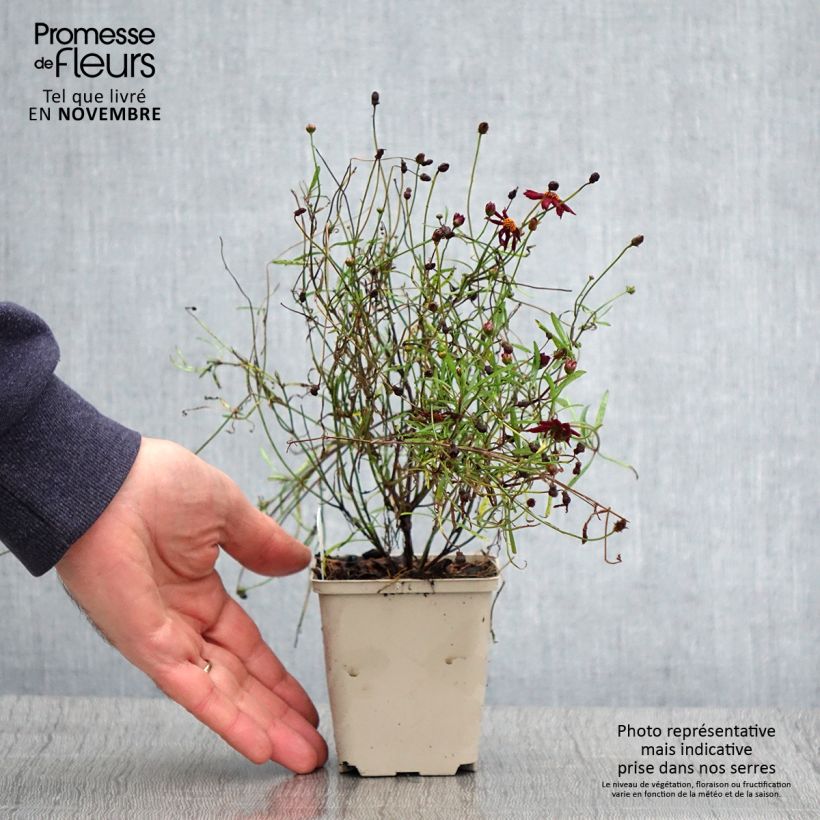 Esemplare di Coreopsis Limerock ruby Vasetto da 8/9 cm come consegnato in autunno