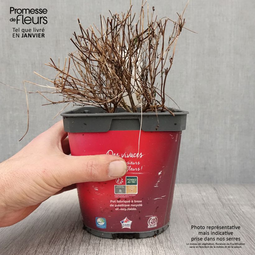 Coreopsis Limerock ruby Vaso da 2L/3L esemplare consegnato in inverno