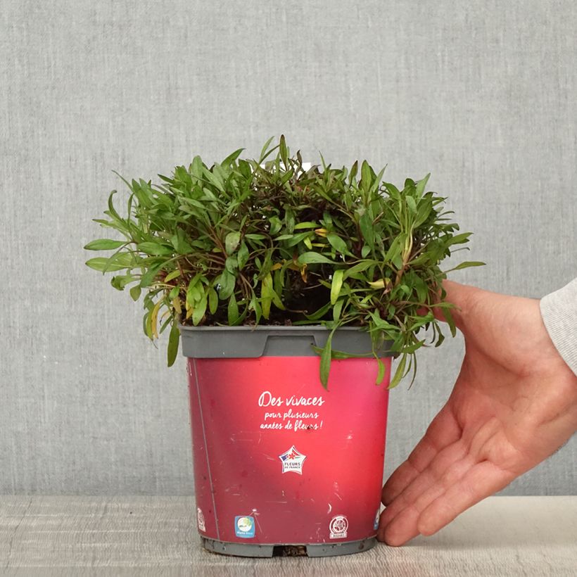 Coreopsis Limerock ruby Vaso da 2L/3L esemplare consegnato in primavera