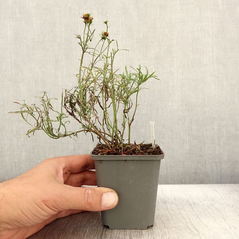 Esemplare di Coreopsis Madras Magic Vasetto da 8/9 cm come consegnato in autunno