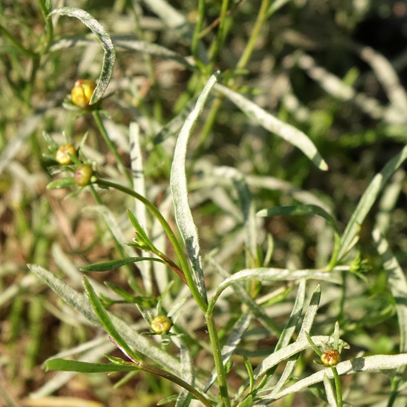 Coreopsis Madras Magic (Fogliame)