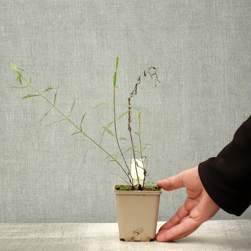 Esemplare di Coreopsis palmata Vasetto da 8/9 cm come consegnato in autunno