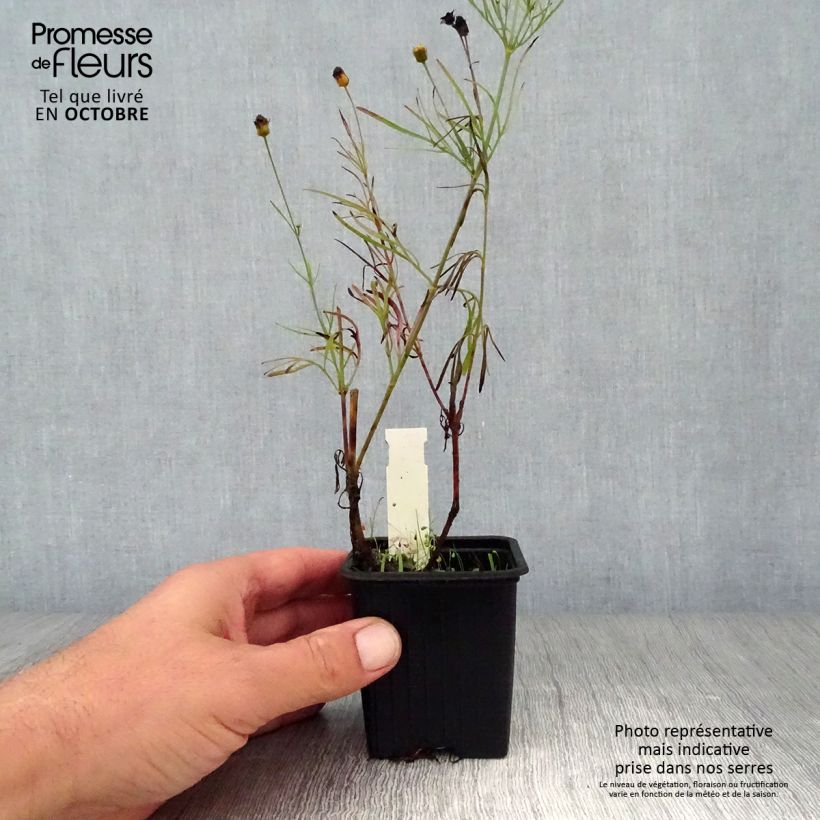 Esemplare di Coreopsis verticilliata Red Satin Vasetto da 8/9 cm come consegnato in autunno