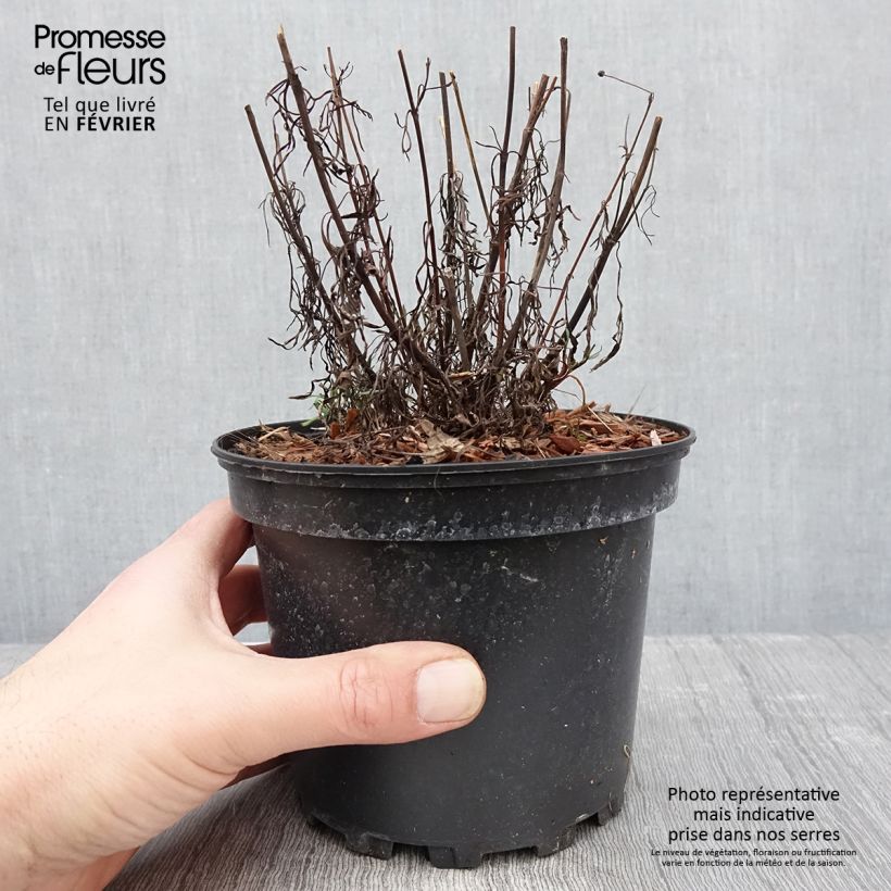 Coreopsis verticilliata Red Satin Vaso da 2L/3L esemplare consegnato in inverno