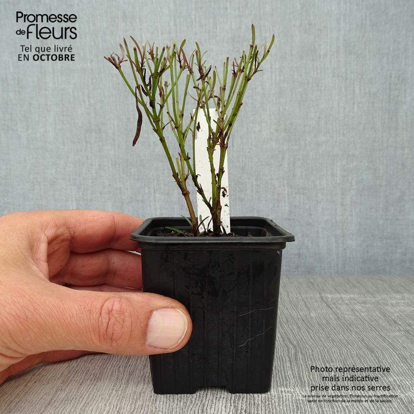 Esemplare di Coreopsis Redshift Vasetto da 8/9 cm come consegnato in autunno