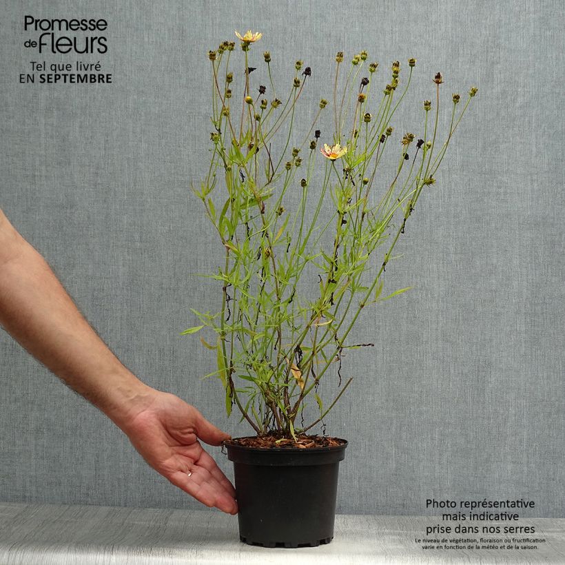 Esemplare di Coreopsis Redshift Vaso da 2L/3L come consegnato in autunno