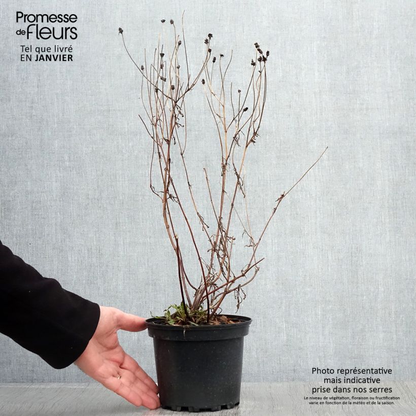 Coreopsis Redshift Vaso da 2L/3L esemplare consegnato in inverno