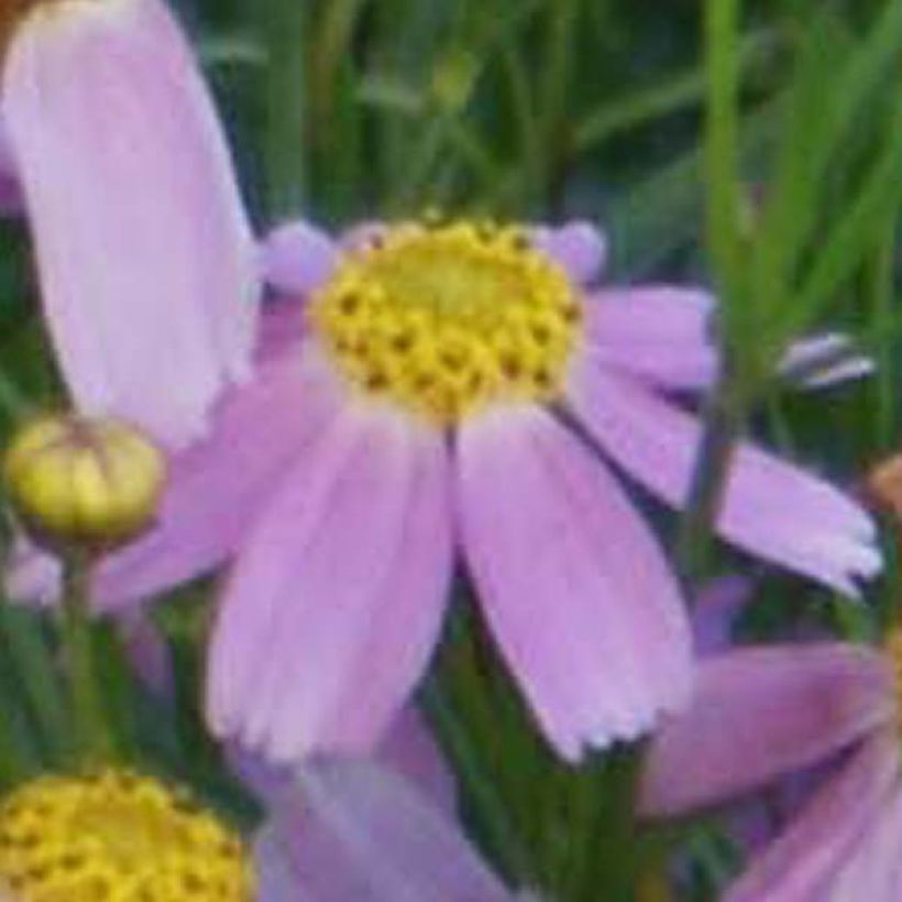 Coreopsis American Dream (Fioritura)