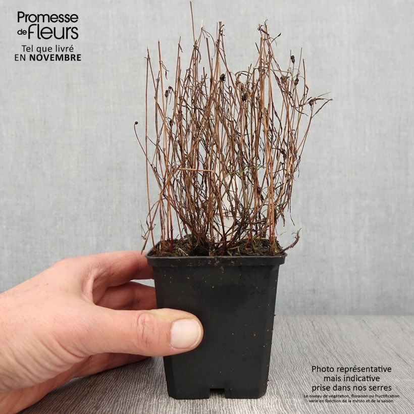 Esemplare di Coreopsis American Dream Vasetto da 8/9 cm come consegnato in autunno