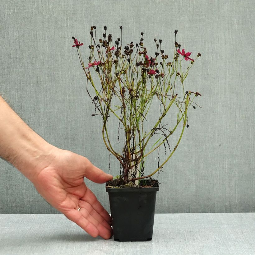 Esemplare di Coreopsis verticilliata Ruby Red Vasetto da 8/9 cm come consegnato in autunno