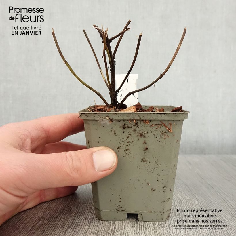 Coreopsis verticilliata Ruby Red Vasetto da 8/9 cm esemplare consegnato in inverno