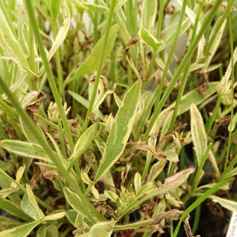 Coreopsis grandiflora Tequila Sunrise (Fogliame)