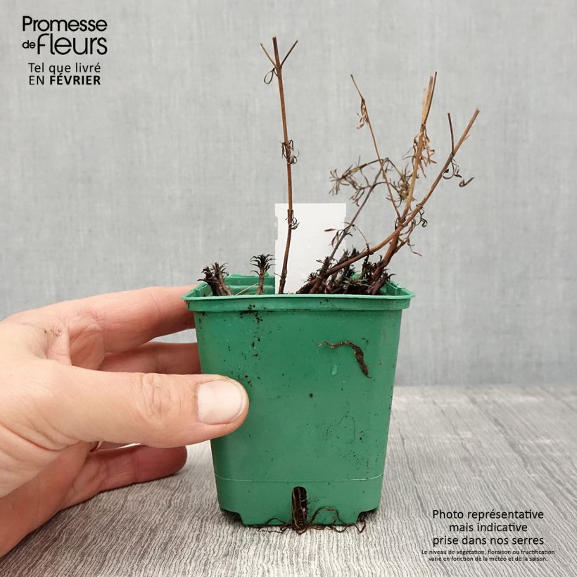 Coreopsis verticillata Sunbeam Vasetto da 8/9 cm esemplare consegnato in inverno