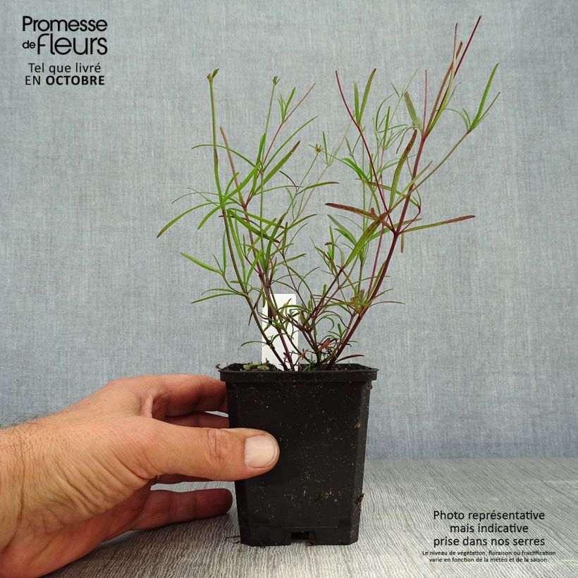 Esemplare di Coreopsis verticillata Moonbeam Vasetto da 7/8 cm come consegnato in autunno