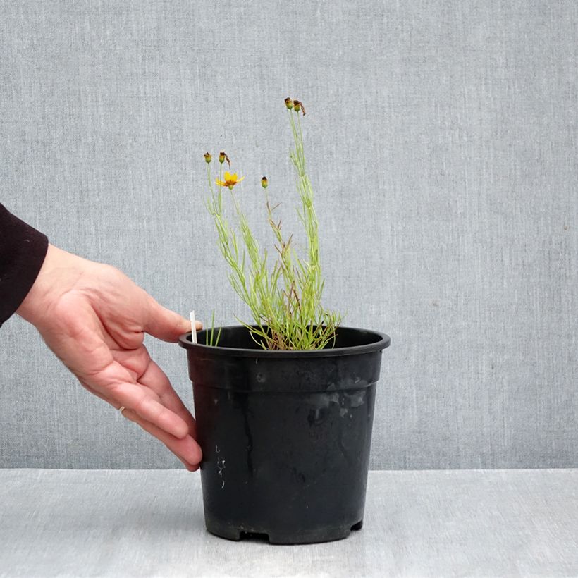 Esemplare di Coreopsis verticillata S&S Curry Up Vaso da 2L/3L come consegnato in autunno