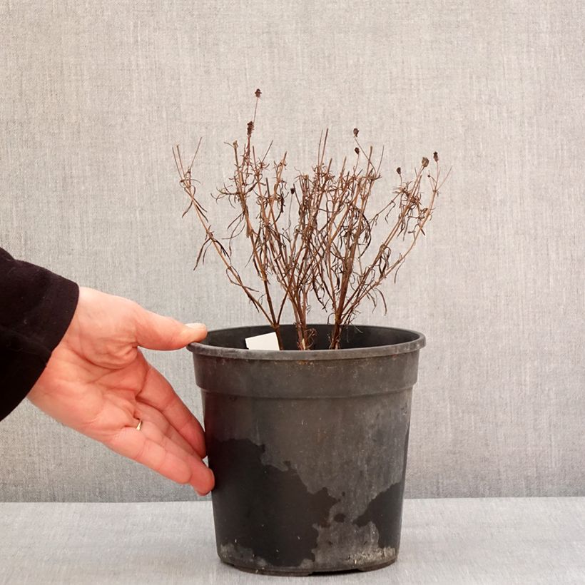 Coreopsis verticillata S&S Curry Up Vaso da 2L/3L esemplare consegnato in inverno