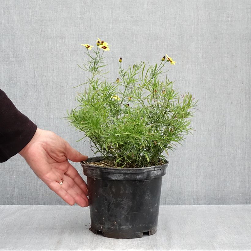 Esemplare di Coreopsis verticillata S&S Sassy Saffron Vaso da 2L/3L come consegnato in autunno