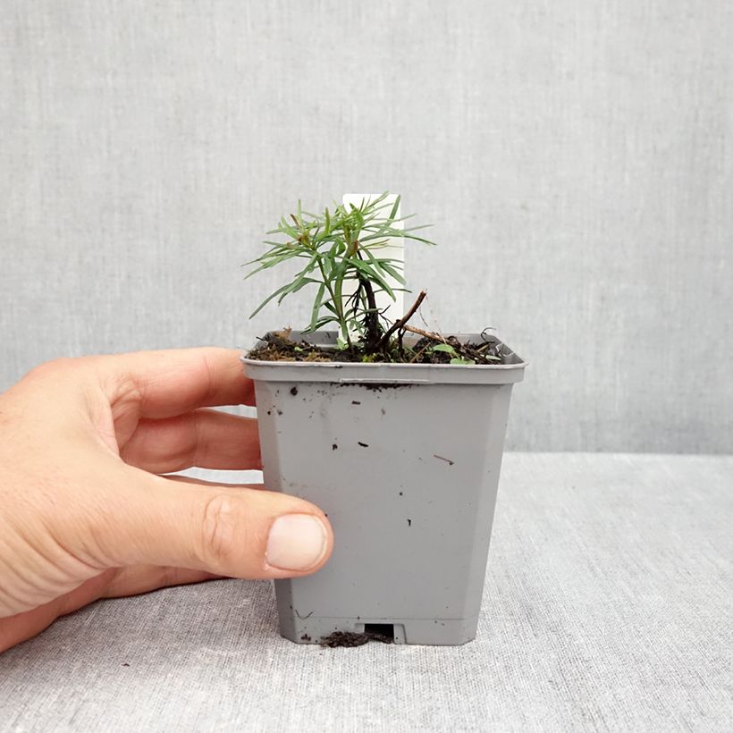 Esemplare di Coreopsis verticillata Zagreb Vasetto da 8/9 cm come consegnato in autunno