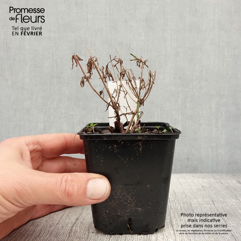 Coreopsis verticillata Zagreb Vasetto da 8/9 cm esemplare consegnato in inverno