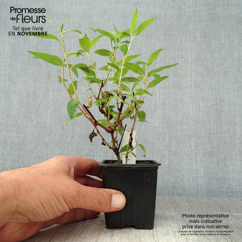 Esemplare di Persicaria odorata - Coriandolo vietnamita Vasetto da 8/9 cm come consegnato in autunno