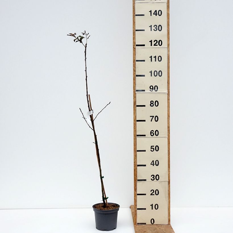 Esemplare di Sorbo domestico - Sorbus domestica Vaso da 3L/4L come consegnato in autunno