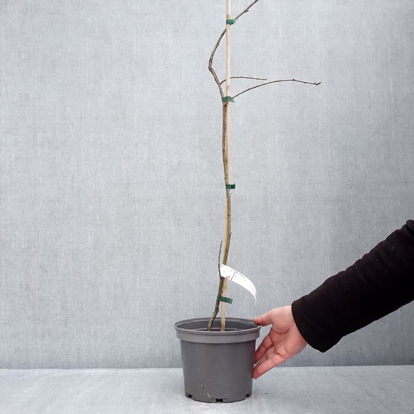 Sorbo domestico - Sorbus domestica Vaso da 3L/4L esemplare consegnato in inverno