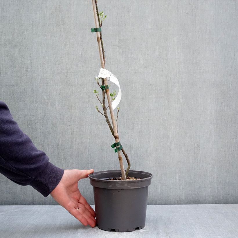 Sorbo domestico - Sorbus domestica Vaso da 3L/4L esemplare consegnato in primavera
