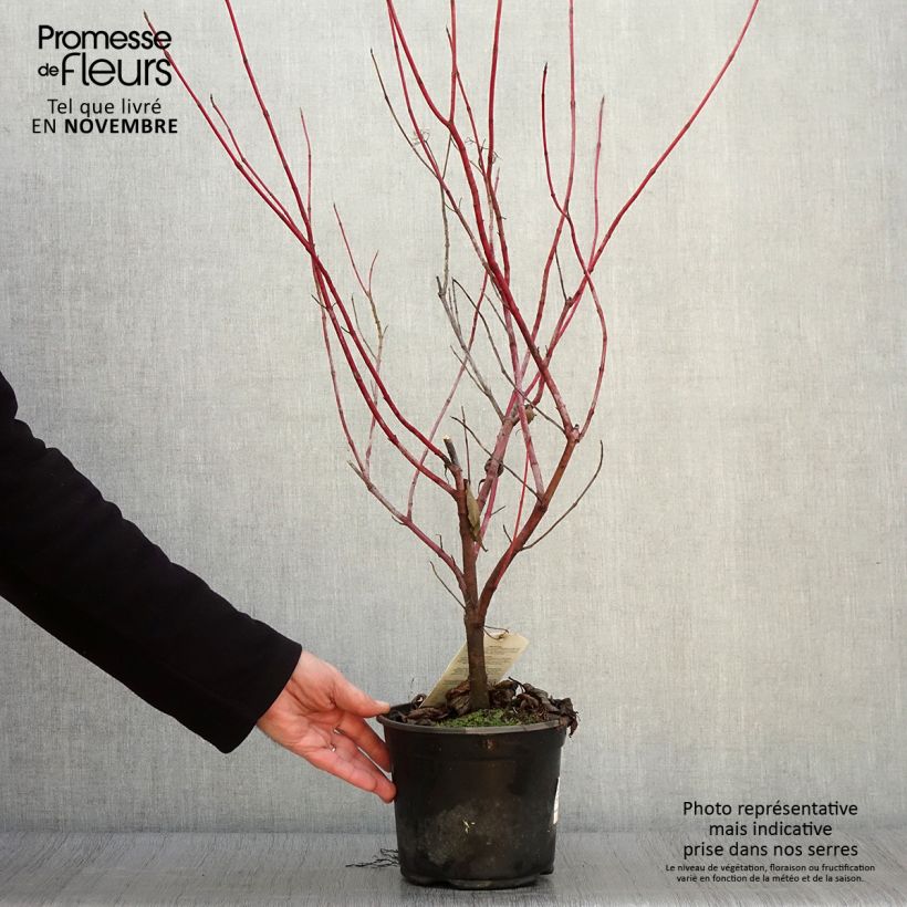 Esemplare di Corniolo bianco - Cornus alba Vaso da 2L/3L come consegnato in autunno