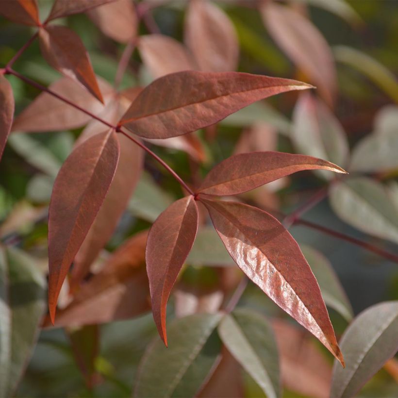 Cornus alba Kesselringii (Fogliame)