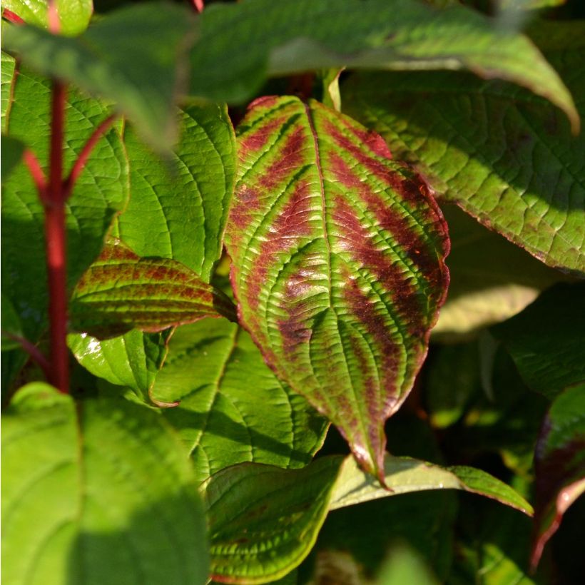 Cornus alba Siberian Pearls (Fogliame)