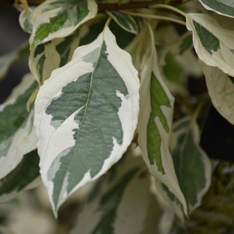 Cornus controversa Variegata (Fogliame)
