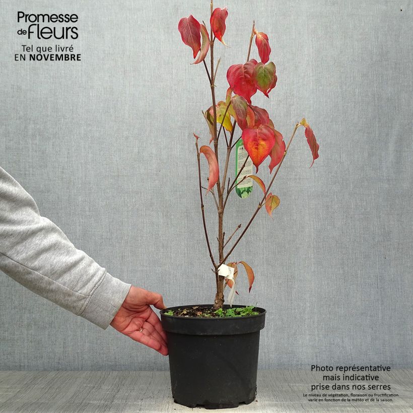 Esemplare di Cornus kousa Schmetterling - Corniolo giapponese Vaso da 4L/5L come consegnato in autunno