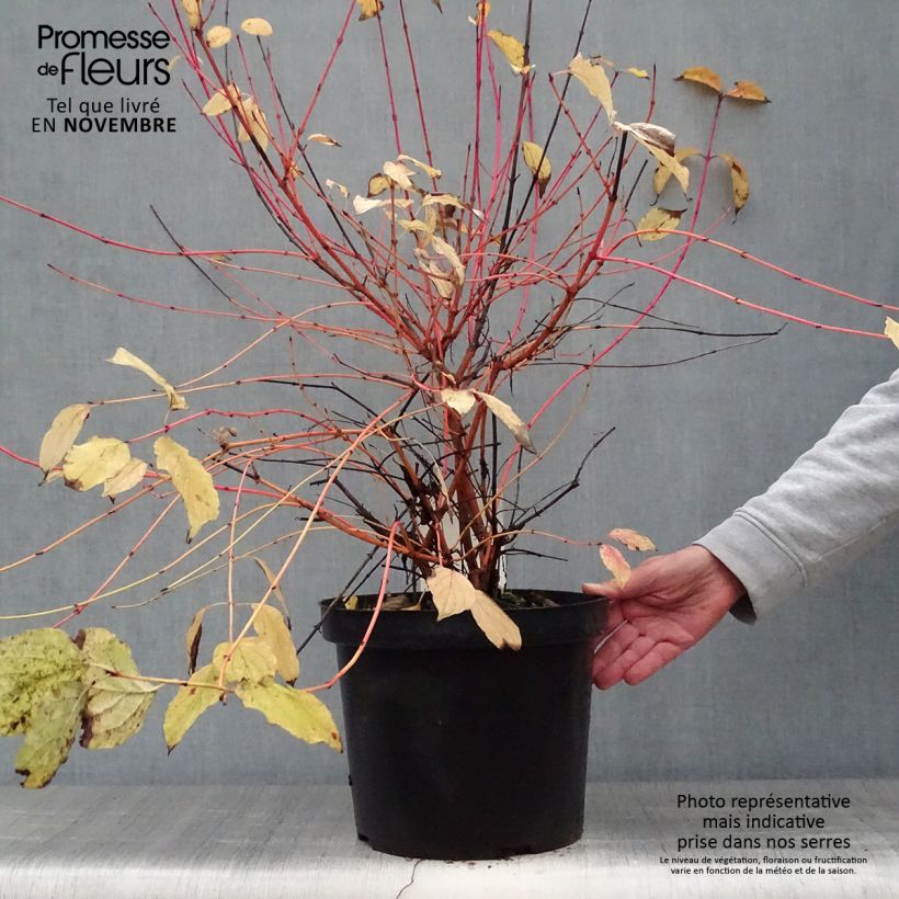 Esemplare di Cornus sanguinea Anny's Winter Orange Vaso da 7,5L/10L come consegnato in autunno