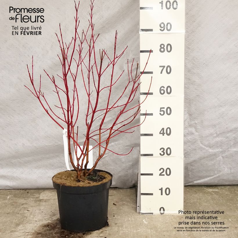 Cornus alba Aurea Vaso da 7,5L/10L esemplare consegnato in inverno