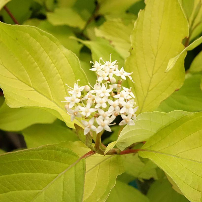 Cornus alba Aurea (Fioritura)