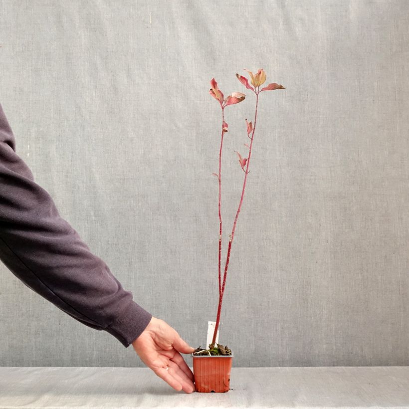 Esemplare di Cornus alba Aurea Vasetto da 8/9 cm come consegnato in autunno