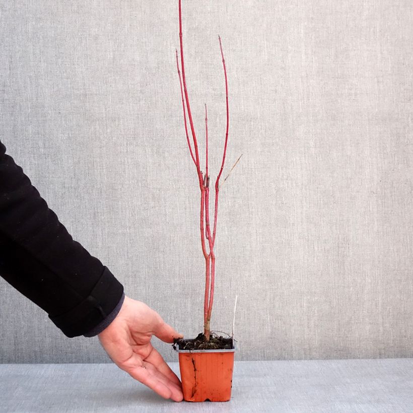 Cornus alba Aurea Vasetto da 8/9 cm esemplare consegnato in inverno