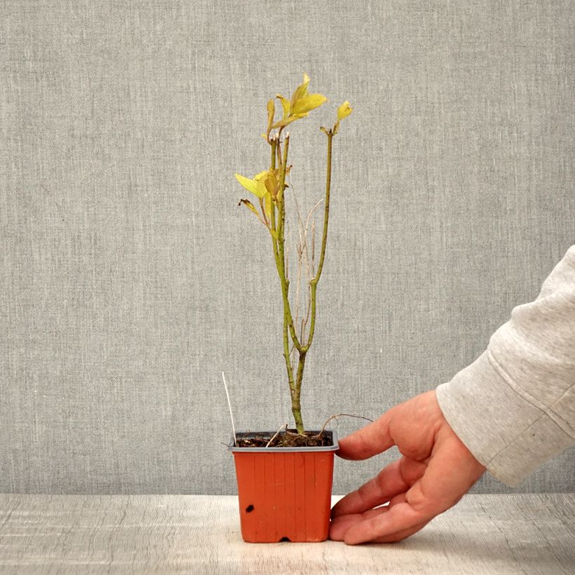 Cornus alba Aurea Vasetto da 8/9 cm esemplare consegnato in primavera