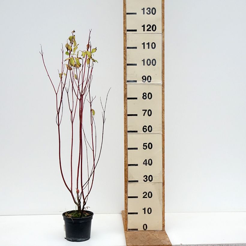 Esemplare di Cornus alba Aurea Vaso da 2L/3L come consegnato in autunno