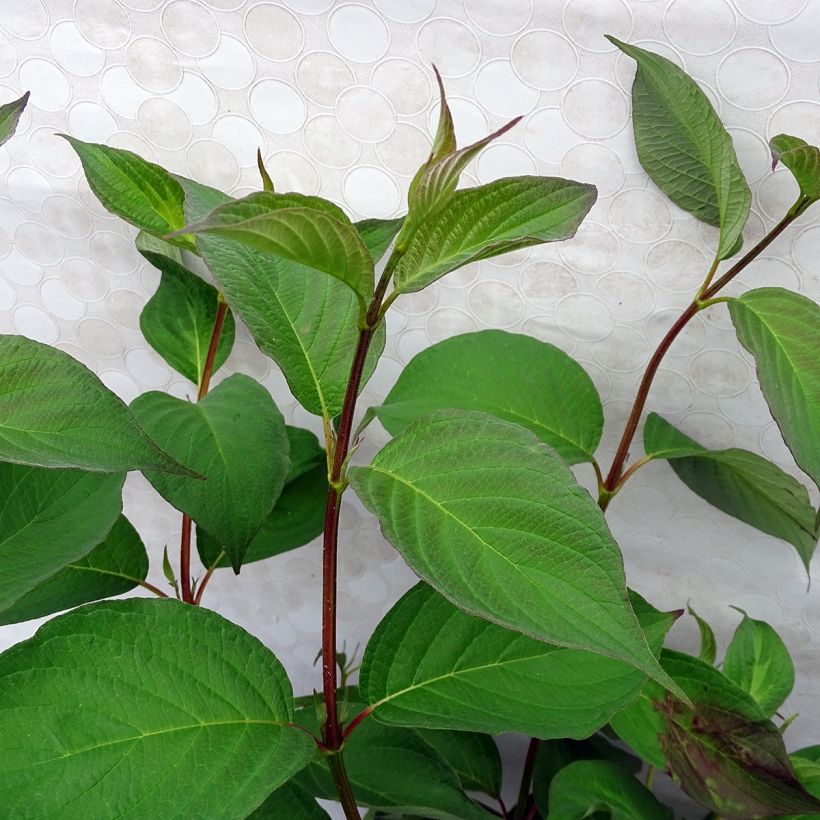 Cornus alba Baton Rouge (Fogliame)