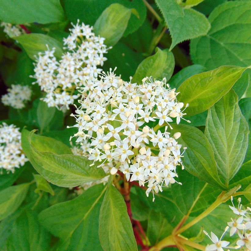 Cornus alba Baton Rouge (Fioritura)