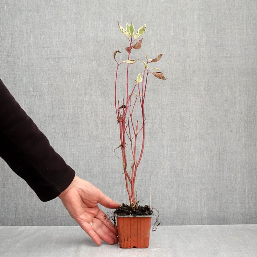Esemplare di Cornus alba Elegantissima Vasetto da 8/9 cm come consegnato in autunno