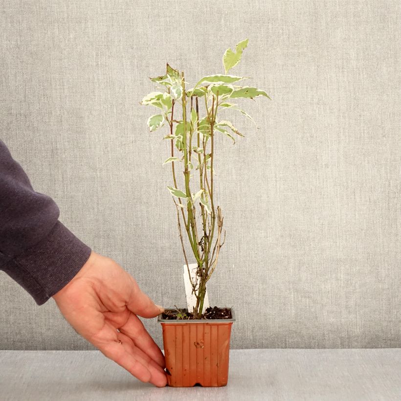 Cornus alba Elegantissima Vasetto da 8/9 cm esemplare consegnato in primavera