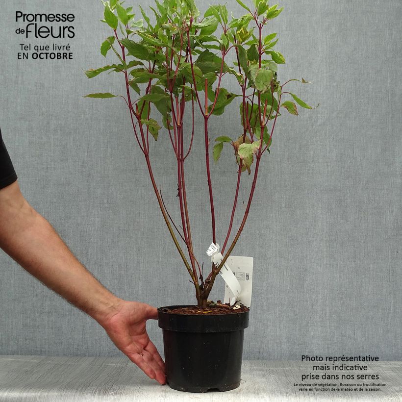 Esemplare di Cornus alba Gouchaultii Vaso da 3L/4L come consegnato in autunno
